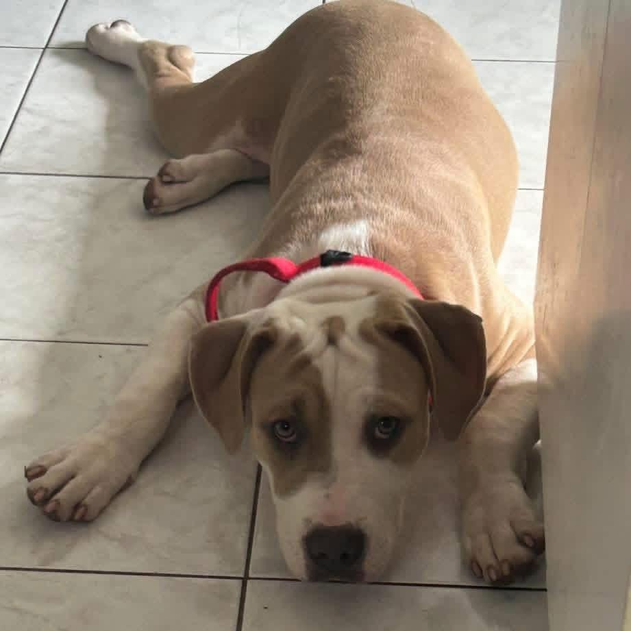 Enlarge India, a ADOPTABLE mixed breed in Fairfield , CT image 3/6