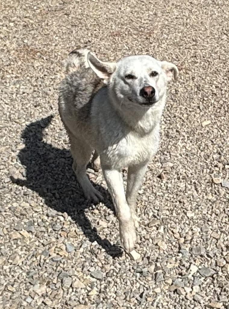Bamboo, Adoptable, Young Female Husky.