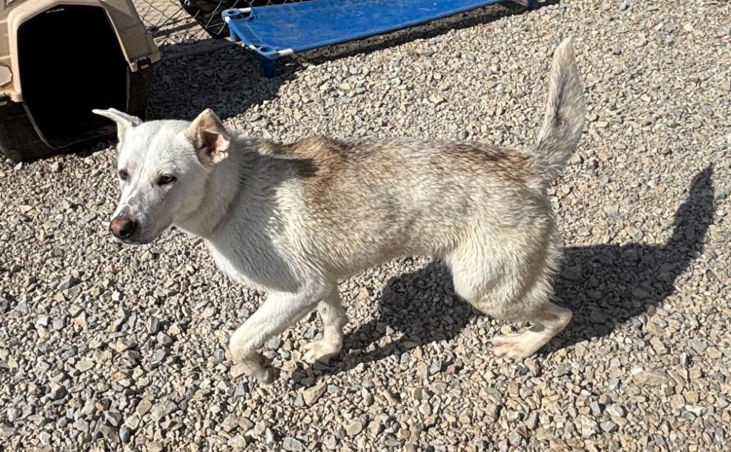 Enlarge Bamboo, a Adoptable Husky in Mustang, OK image 3/3