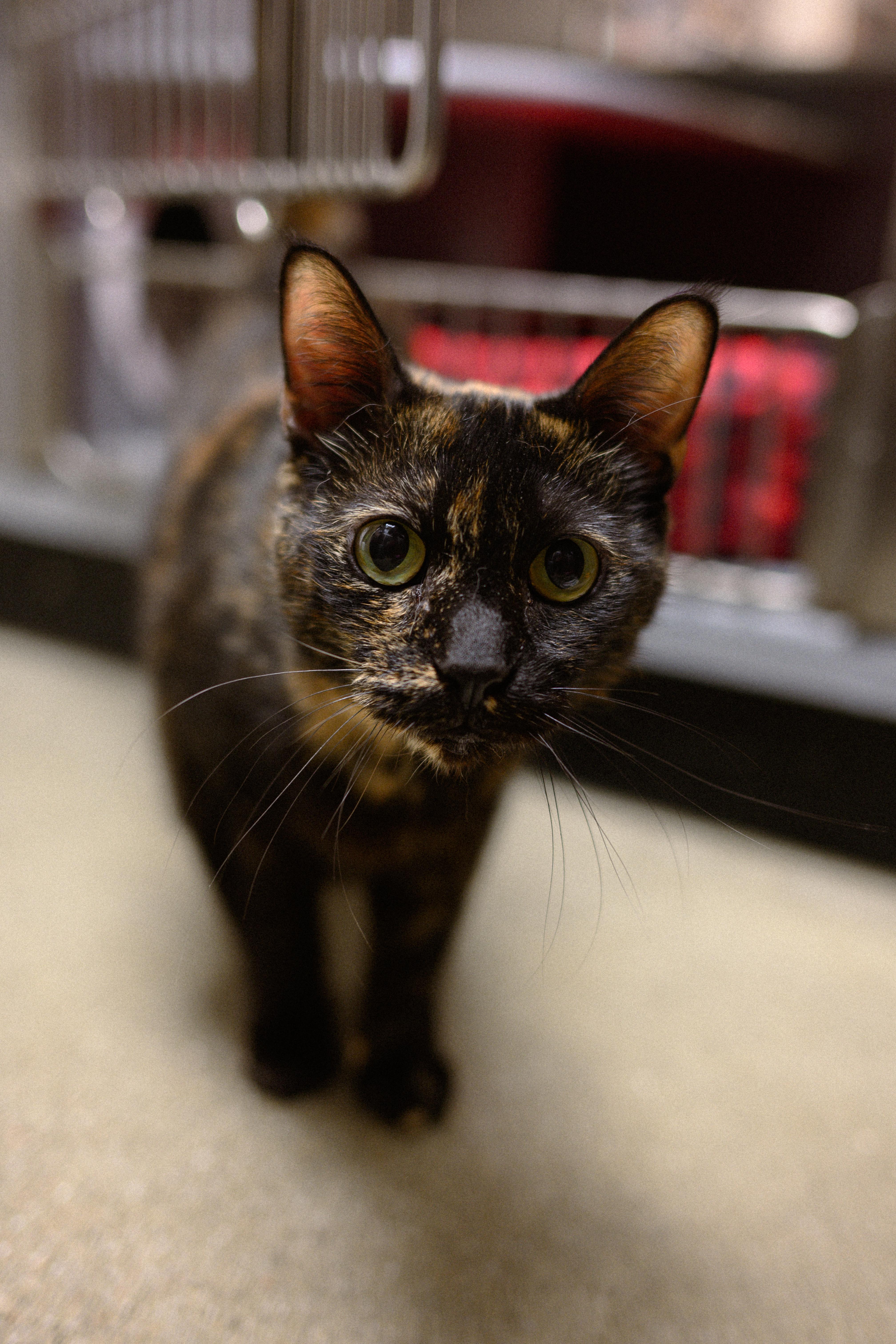 Cleopatra, a ADOPTABLE Domestic Short Hair in Fairfield, CA image 3/6