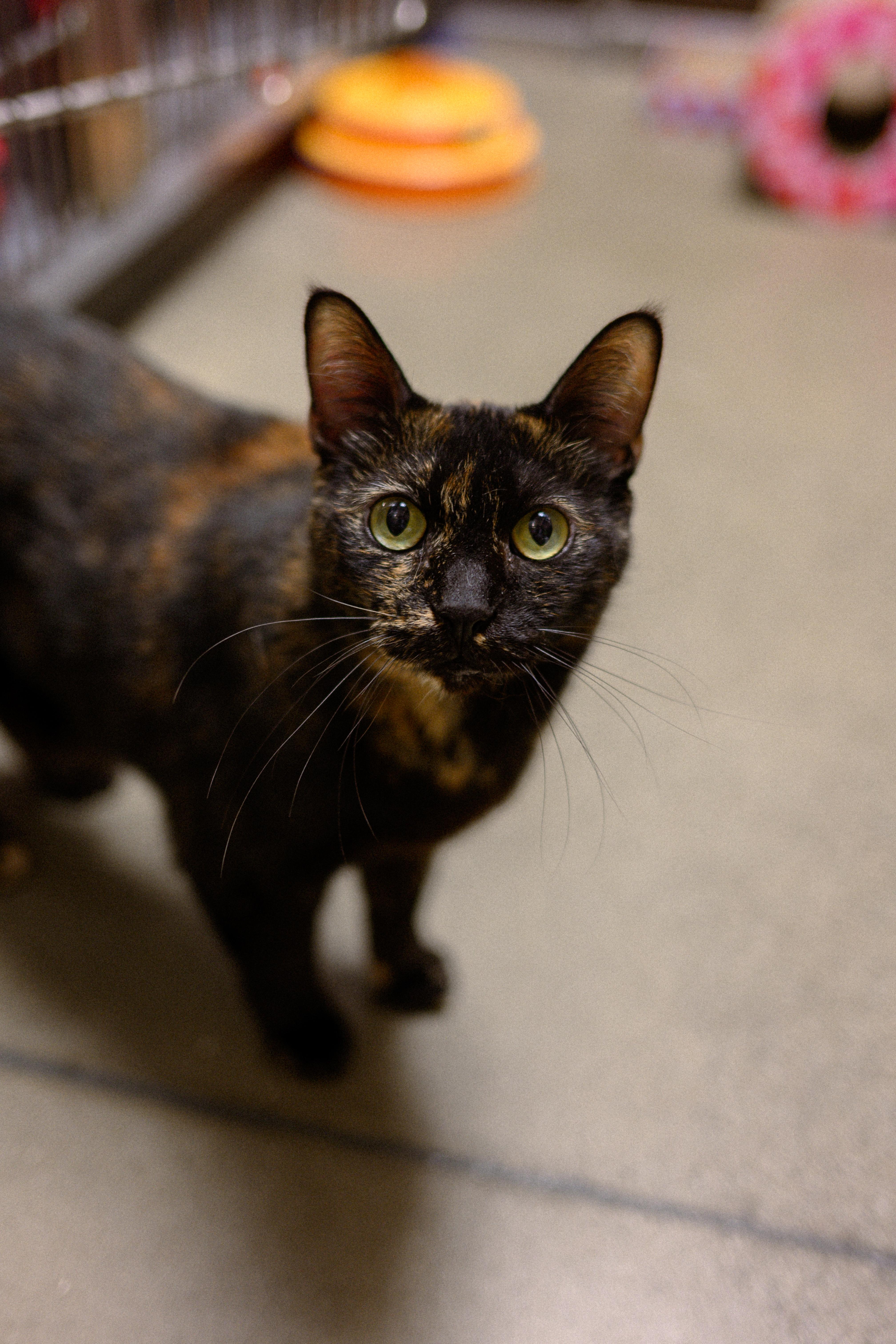 Cleopatra, ADOPTABLE, Senior Female Domestic Short Hair.