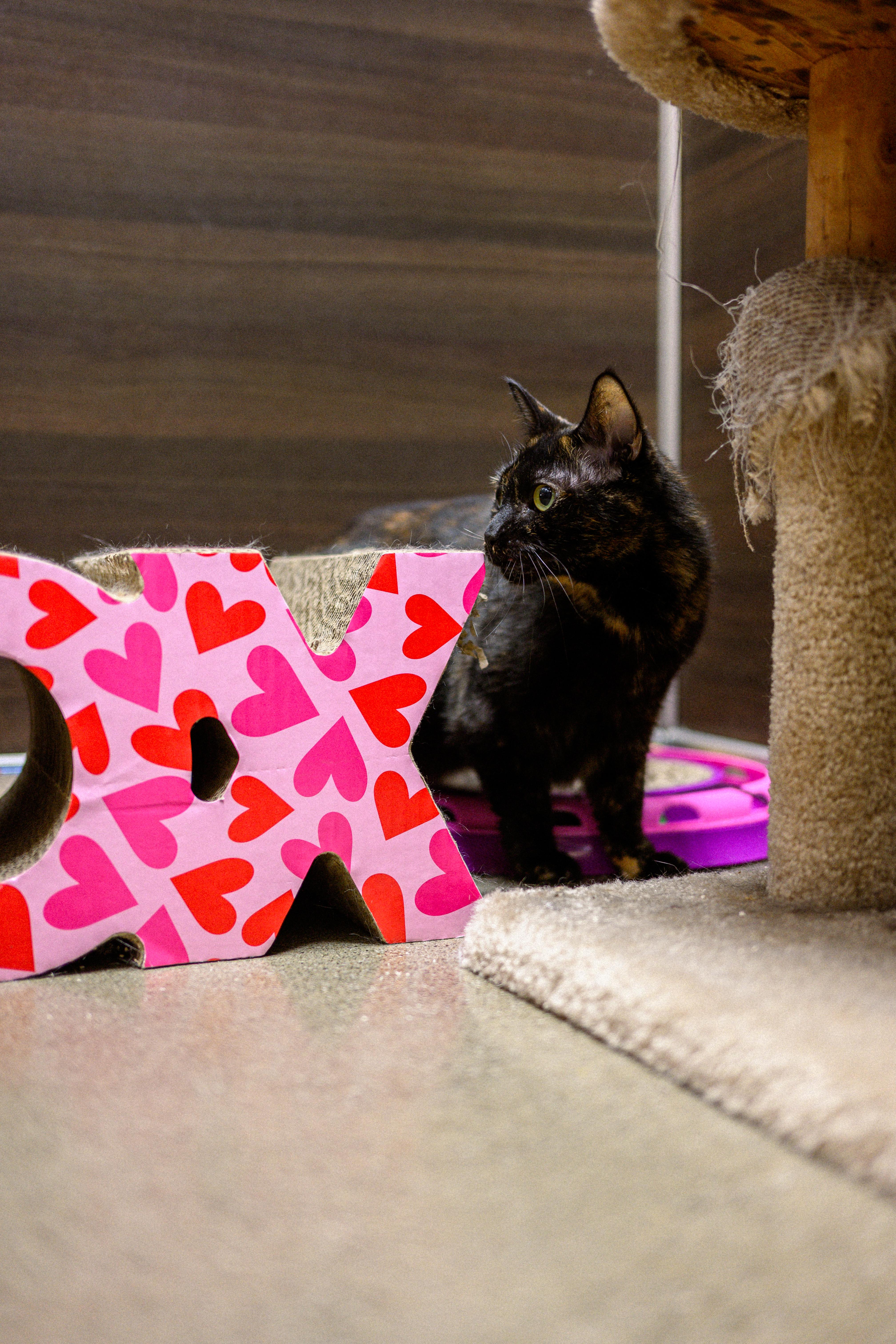Cleopatra, a ADOPTABLE Domestic Short Hair in Fairfield, CA image 2/6
