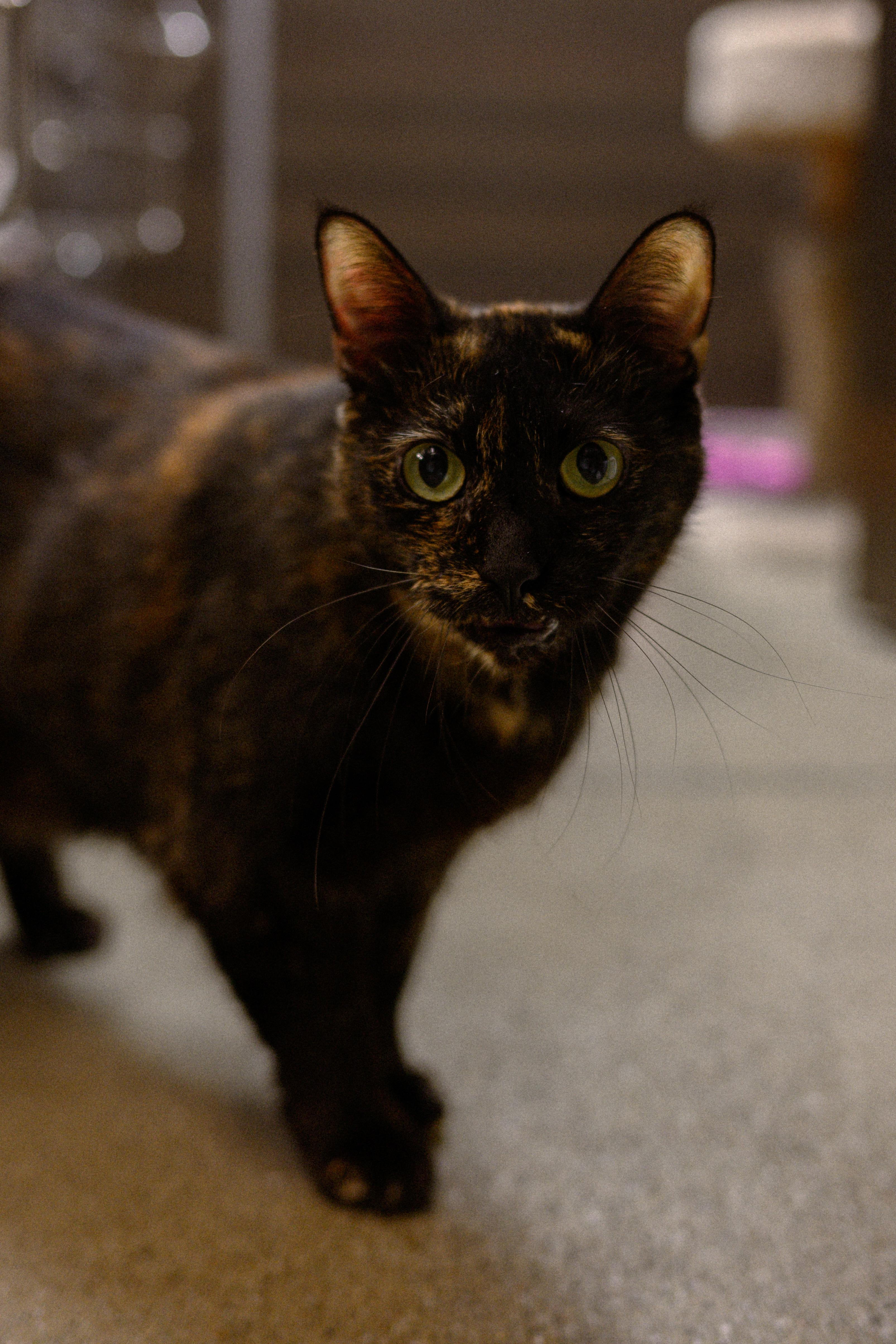 Cleopatra, a ADOPTABLE Domestic Short Hair in Fairfield, CA image 6/6