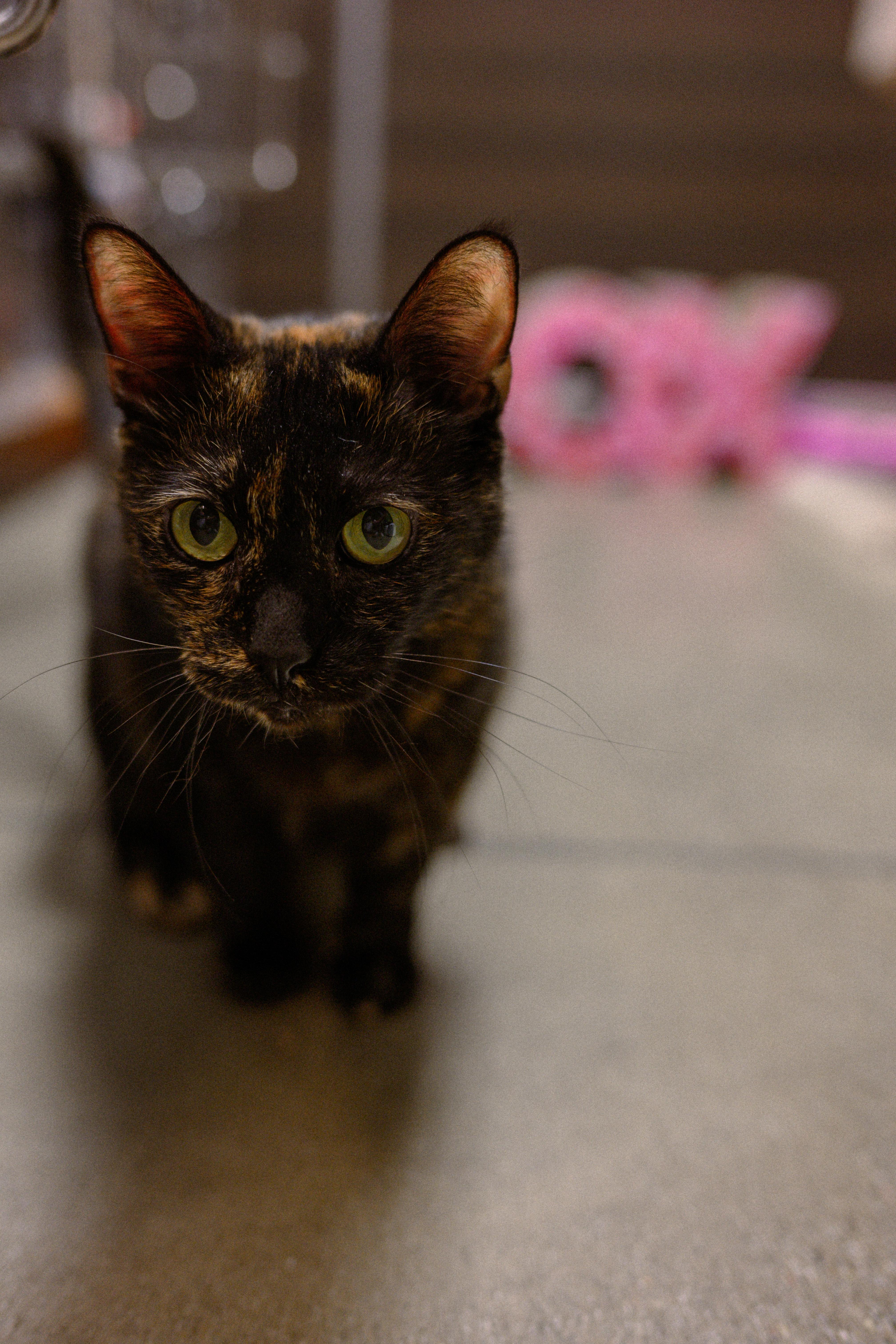 Cleopatra, a ADOPTABLE Domestic Short Hair in Fairfield, CA image 4/6