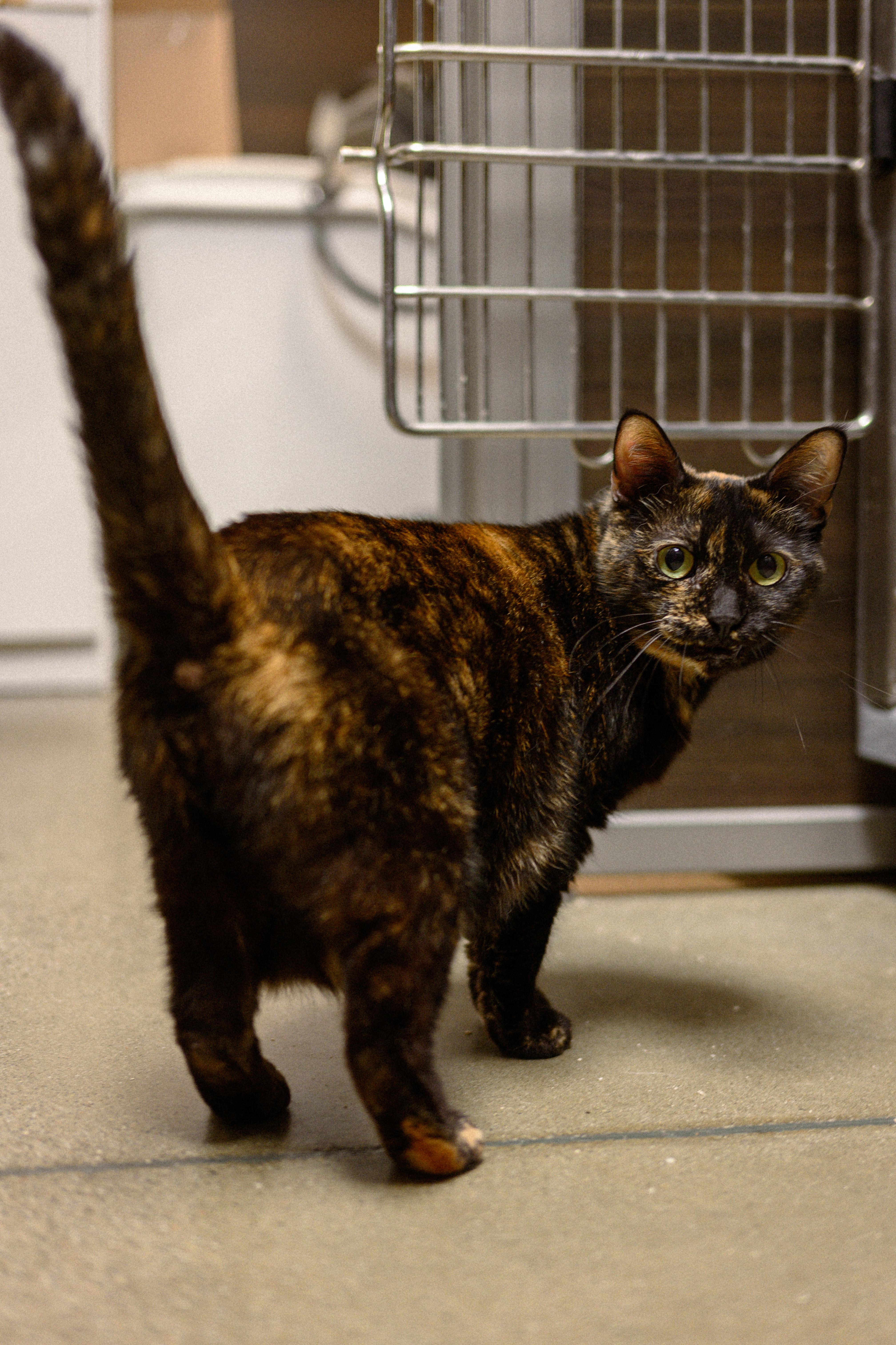 Cleopatra, a ADOPTABLE Domestic Short Hair in Fairfield, CA image 5/6