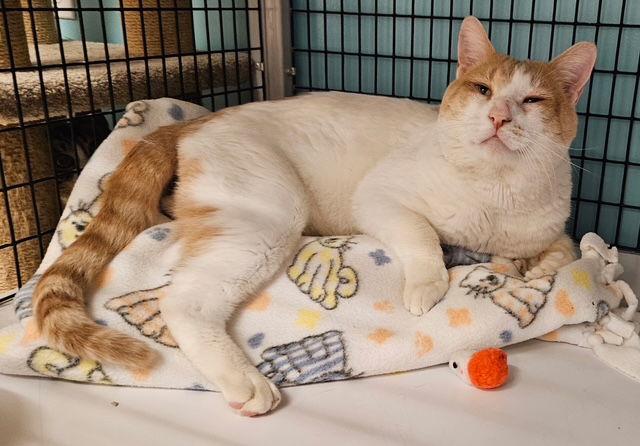 Hulk Hogan, Adopted, Adult Male Domestic Short Hair.