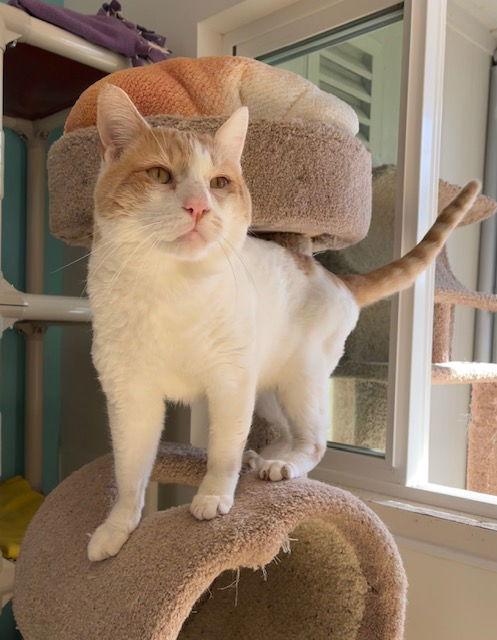 Hulk Hogan, a Adopted Domestic Short Hair in Seal Beach, CA image 2/2