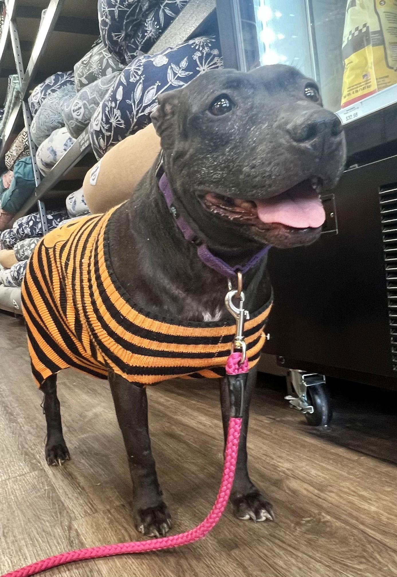 Indie, Adoptable, Young Female Labrador Retriever.