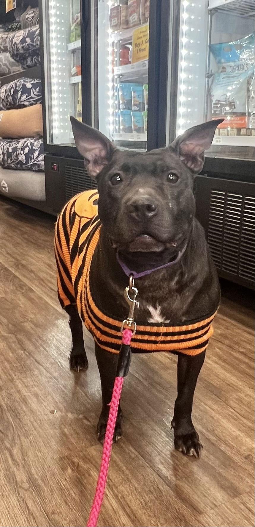 Enlarge Indie, a Adoptable Labrador Retriever in Munford, TN image 2/6