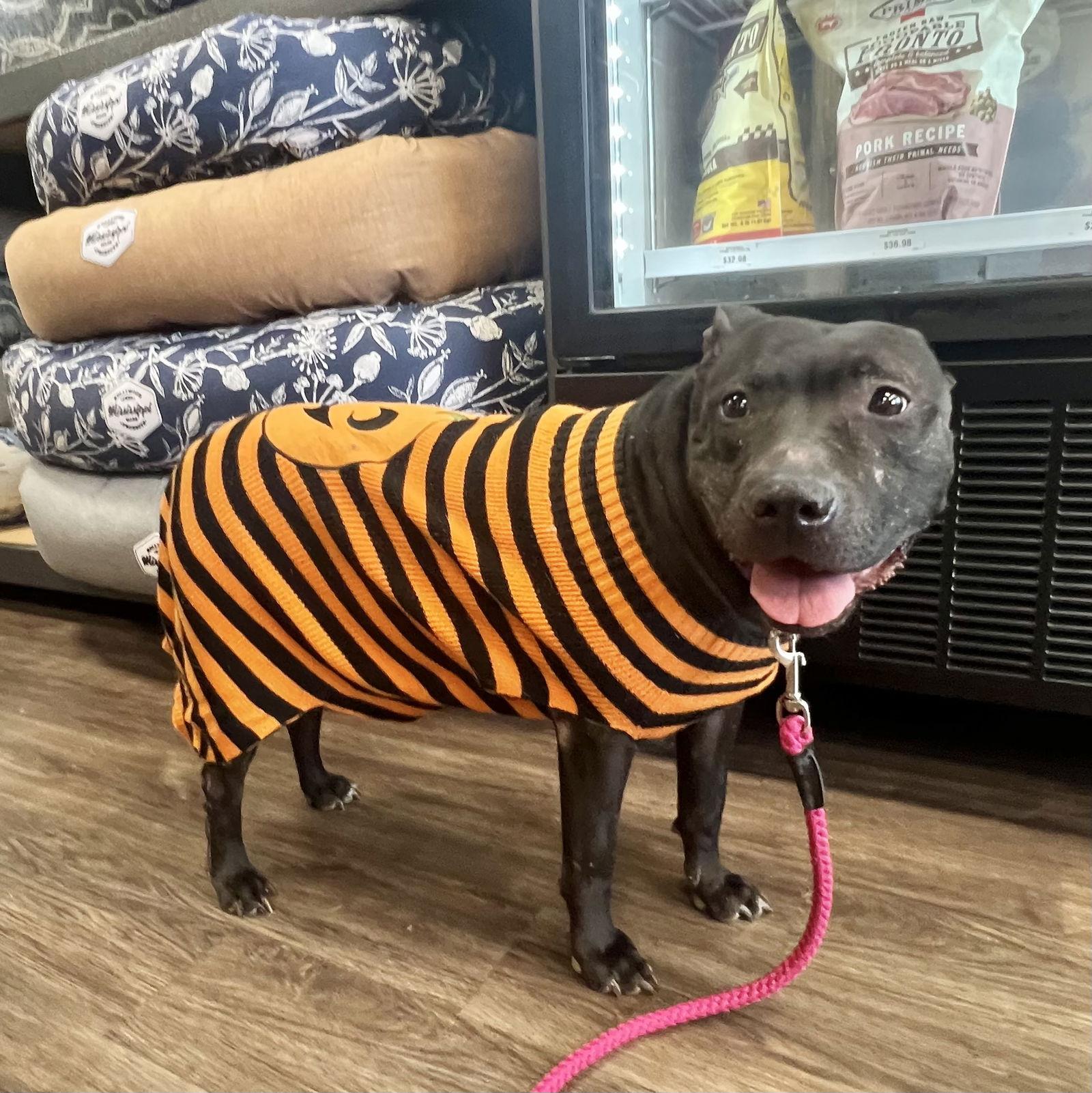 Enlarge Indie, a Adoptable Labrador Retriever in Munford, TN image 3/6