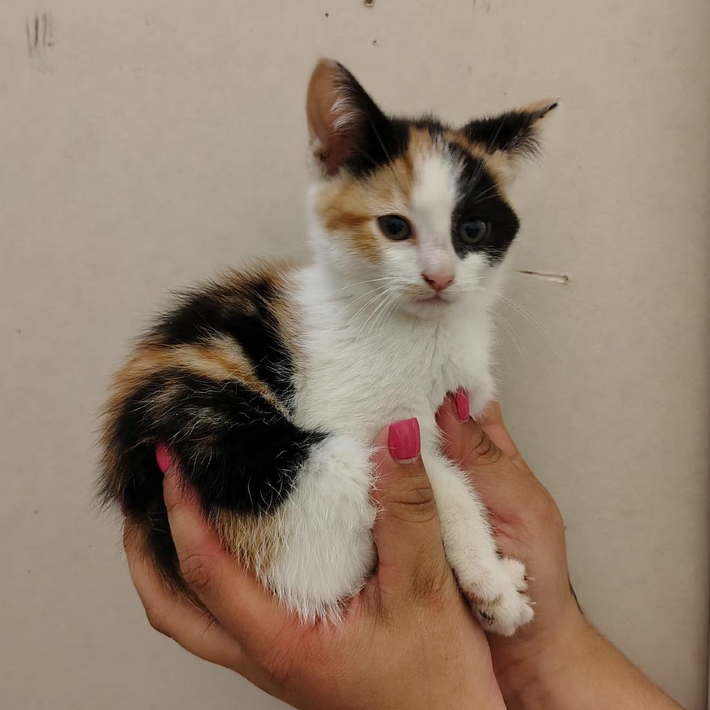 Broccoli, Adoptable, Kitten Female Domestic Short Hair.