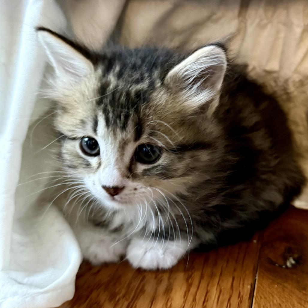 Robin, adopted, Kitten Female Domestic Long Hair.