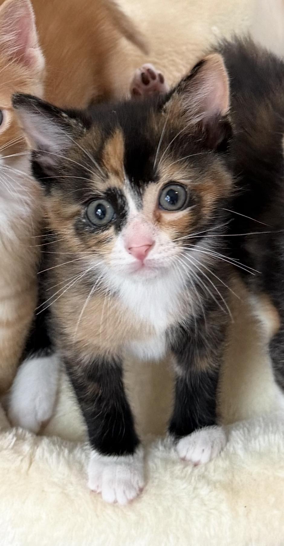 Enlarge Pepper, a Adoptable Domestic Short Hair in Homewood, IL image 1/1
