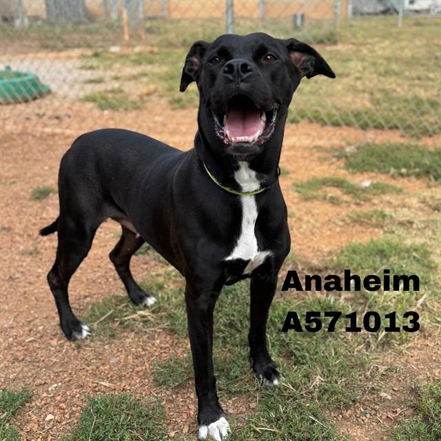 Enlarge ANAHEIM, a Adoptable mixed breed in Huntsville, AL image 1/1