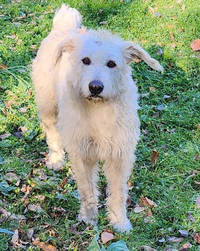 Enlarge Angel Campbell's Soup, a Adopted mixed breed in Cuba, NY image 1/1