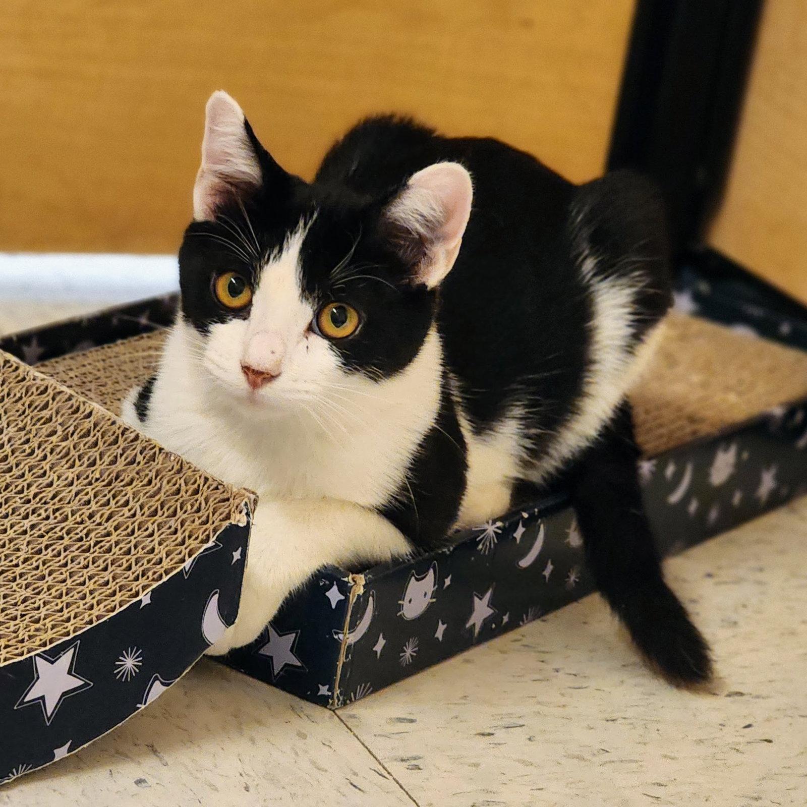 Enlarge Shamu, a Adoptable mixed breed in Garland, TX image 2/3