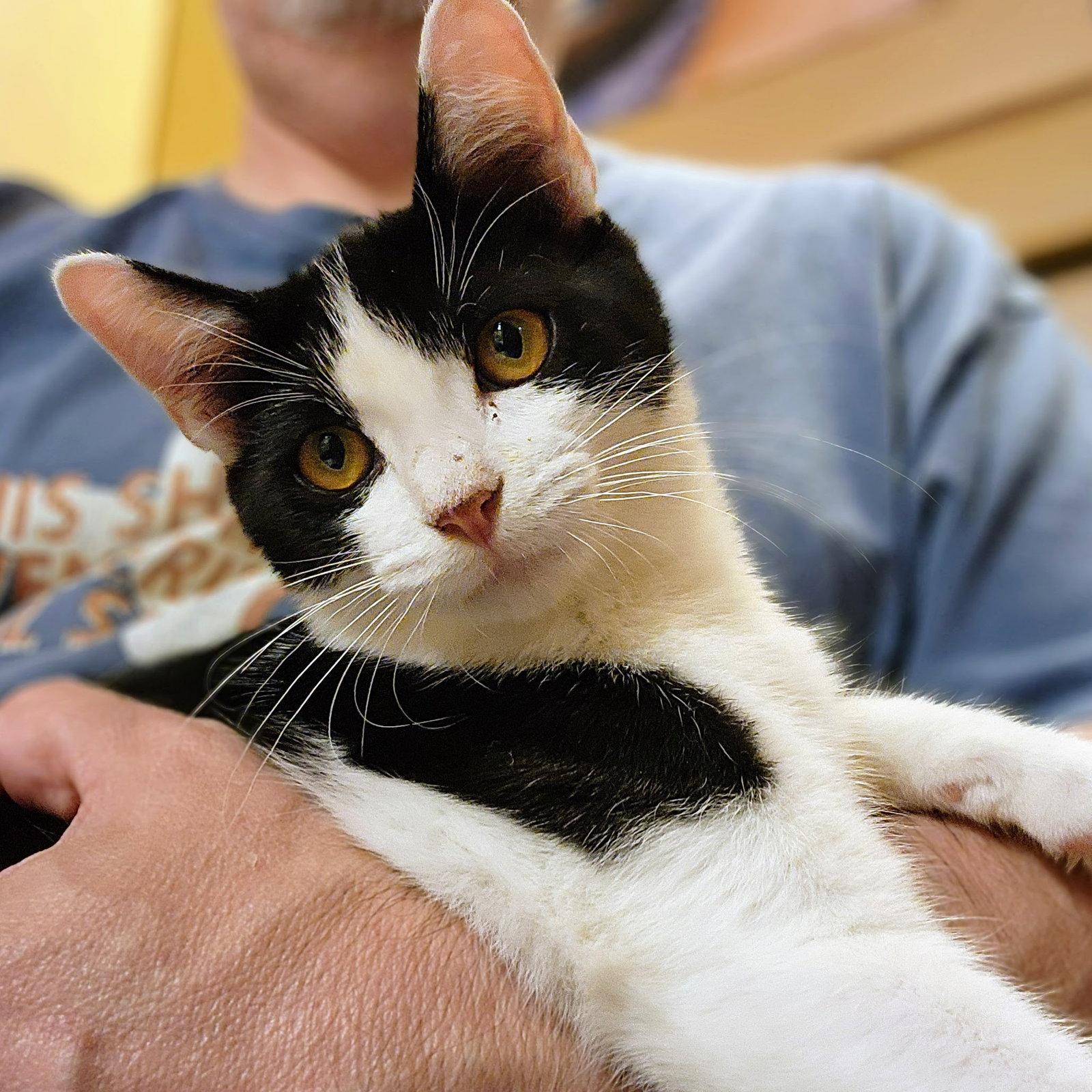 Shamu, Adoptable, Kitten Male Tuxedo & Domestic Short Hair.