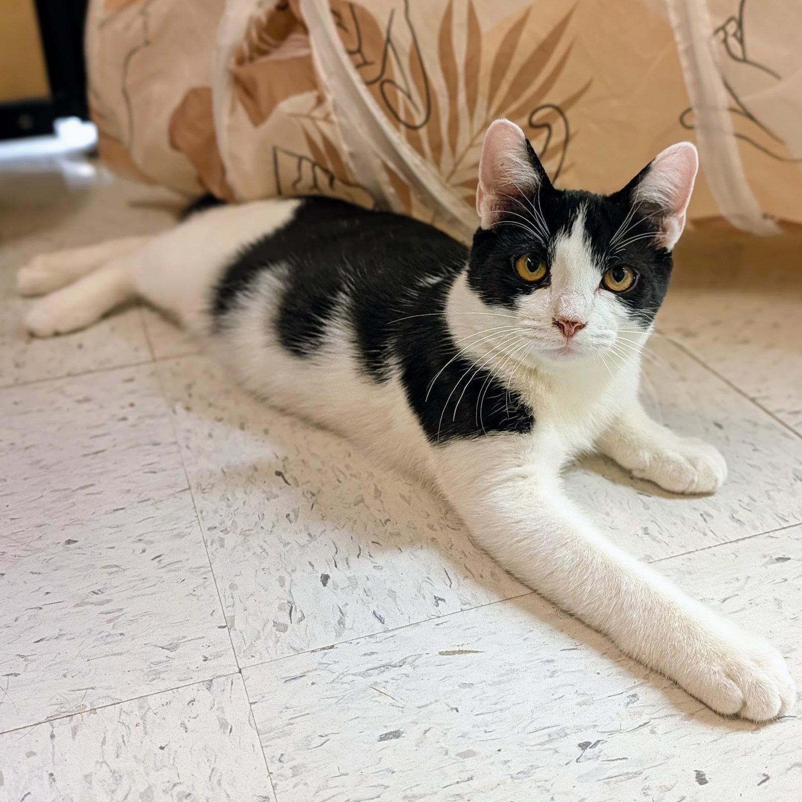 Enlarge Shamu, a Adoptable mixed breed in Garland, TX image 3/3