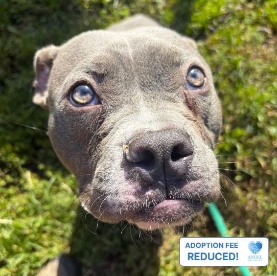 Enlarge Melvin, a Adopted mixed breed in Naperville, IL image 1/3