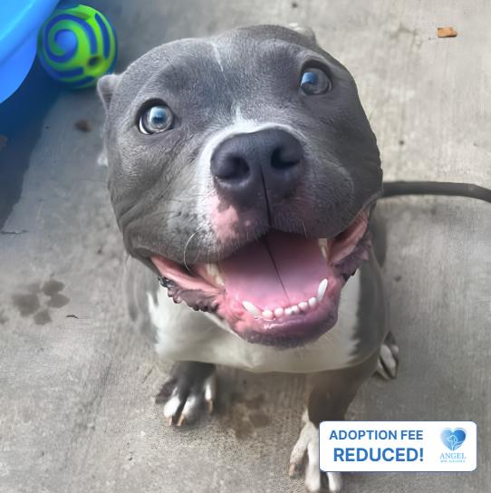 Enlarge Melvin, a Adopted mixed breed in Naperville, IL image 3/3