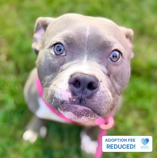 Enlarge Melvin, a Adopted mixed breed in Naperville, IL image 2/3
