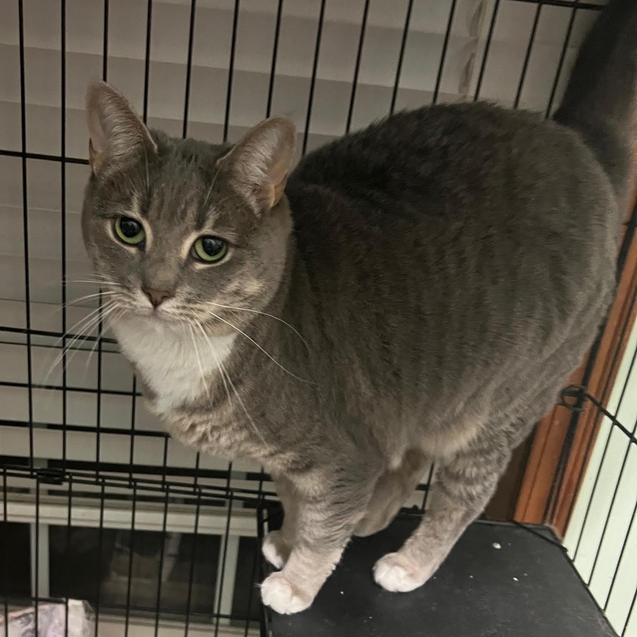 Enlarge Winnie, a Adoptable Domestic Short Hair in Myrtle Beach, SC image 1/1