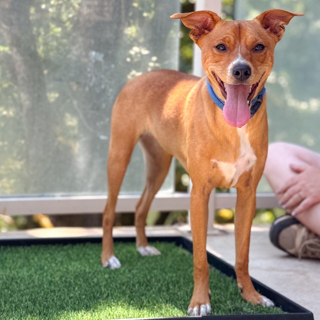 Smudge, a Adoptable Chihuahua in Salem, OR image 1/6