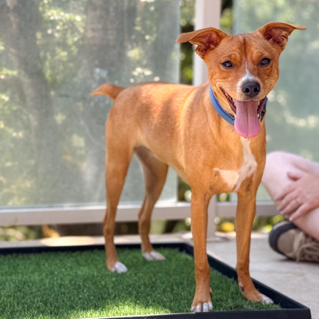 Smudge, a Adoptable Chihuahua in Salem, OR image 3/6