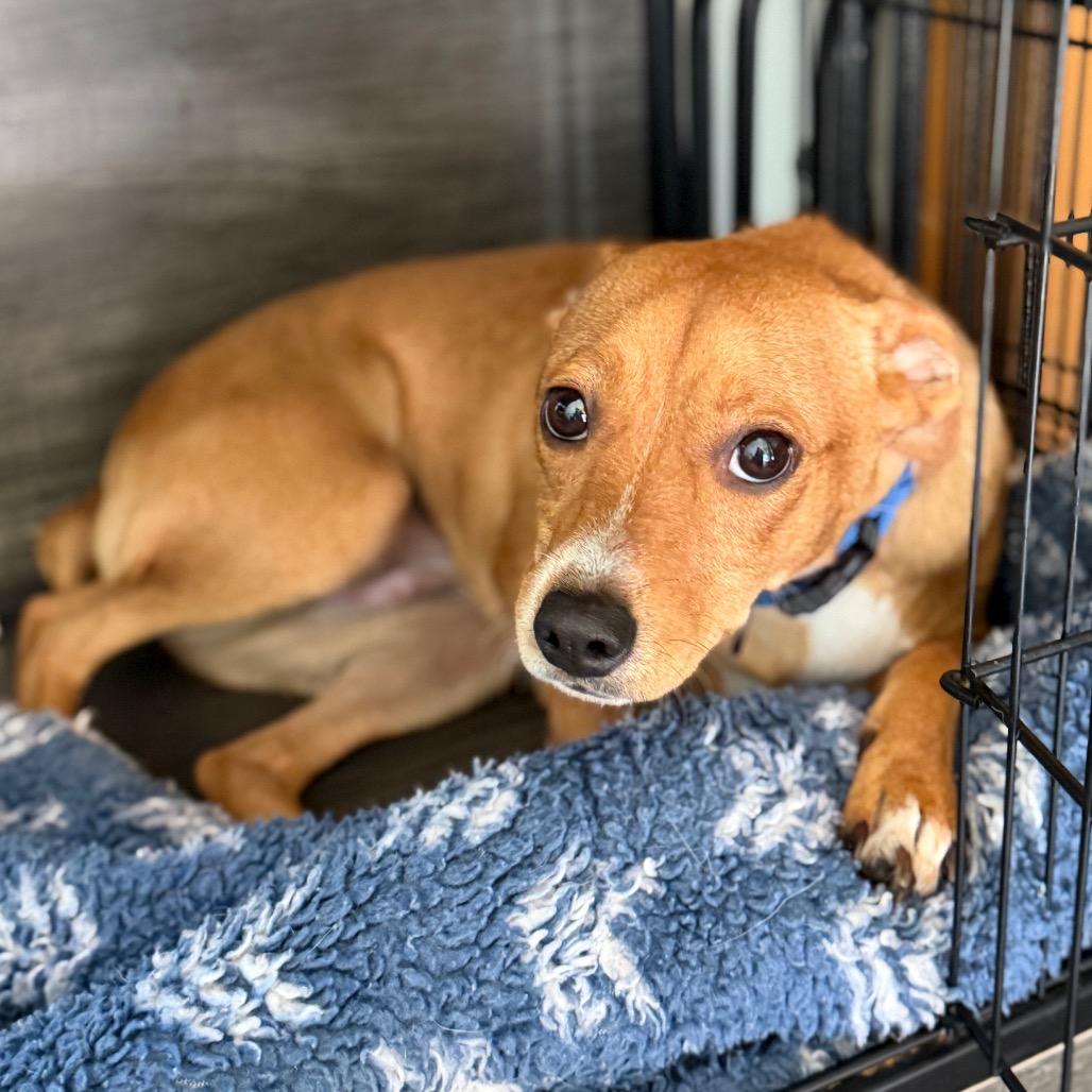 Smudge, a Adoptable Chihuahua in Salem, OR image 4/6