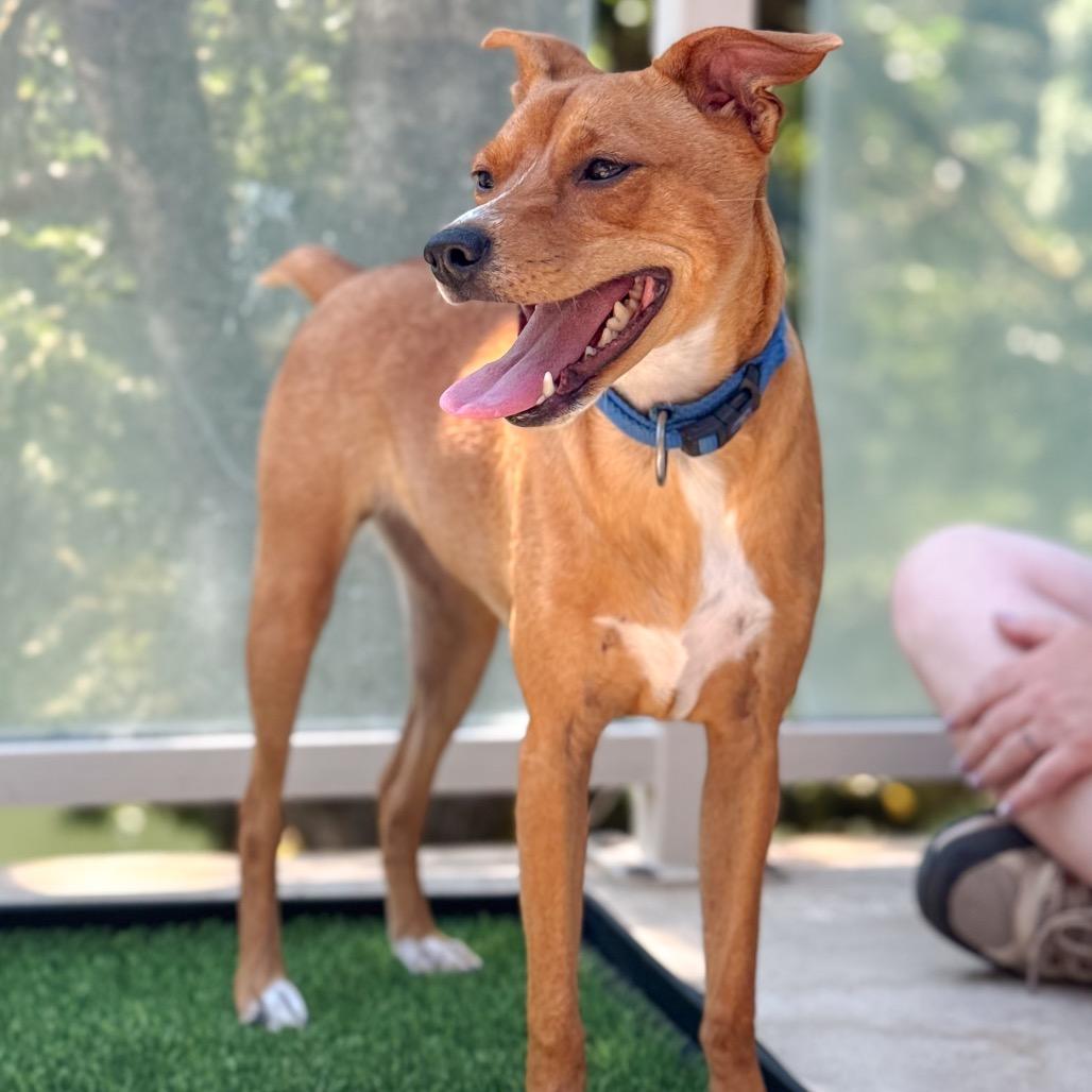 Smudge, a Adoptable Chihuahua in Salem, OR image 6/6