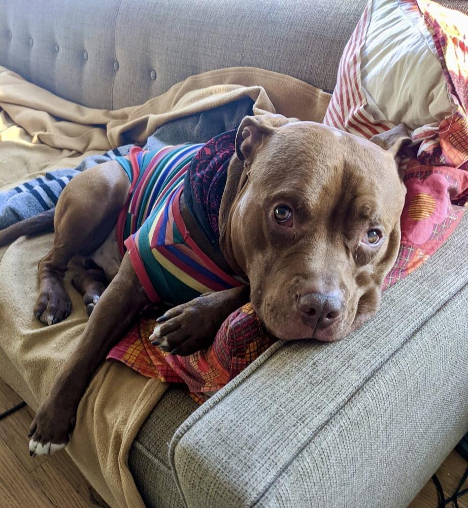 Potato, Adoptable, Adult Male Pit Bull Terrier.