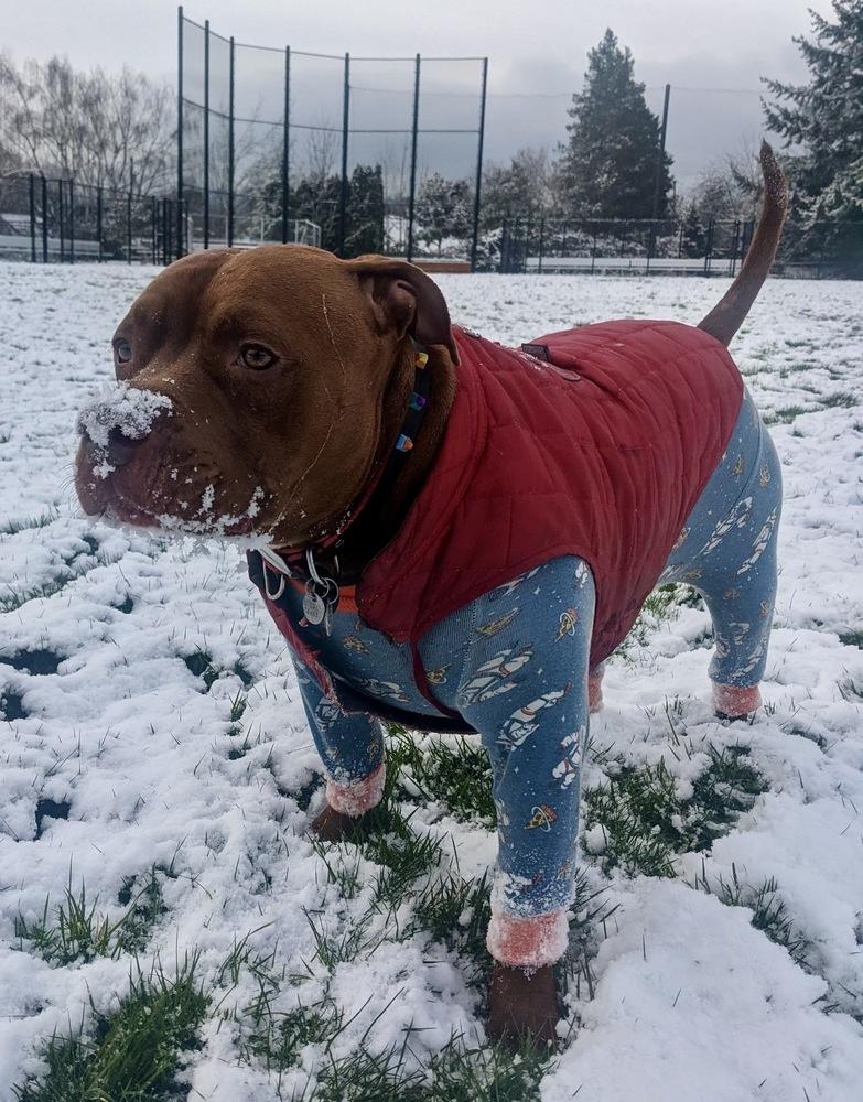 Enlarge Potato, a Adoptable mixed breed in Portland, OR image 2/6