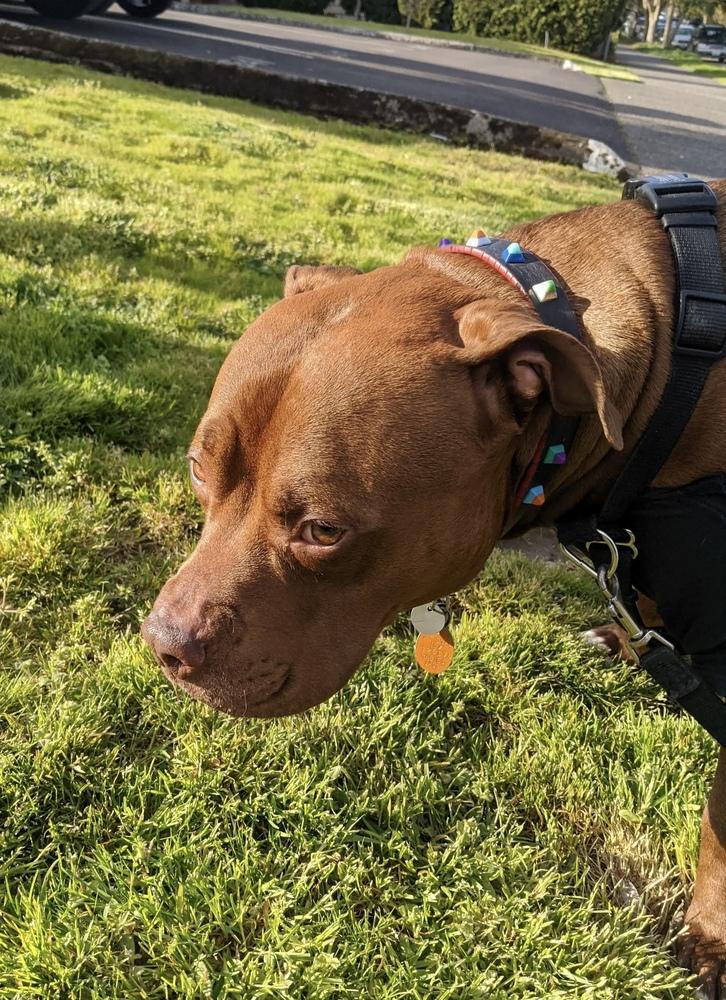 Enlarge Potato, a Adoptable mixed breed in Portland, OR image 3/6