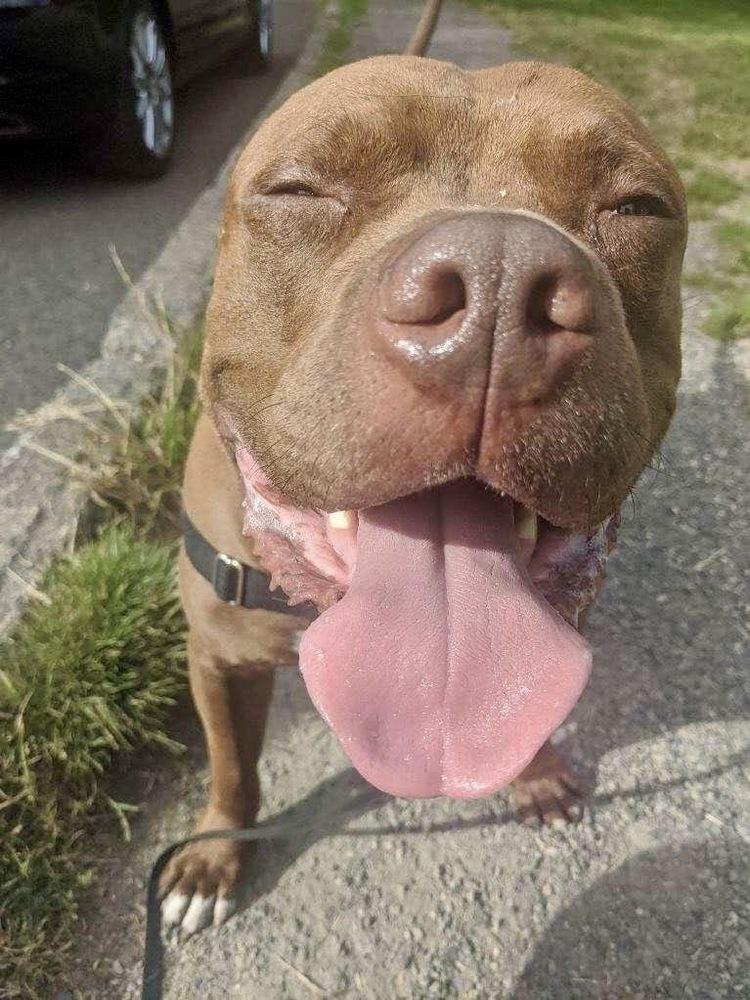 Enlarge Potato, a Adoptable mixed breed in Portland, OR image 1/6