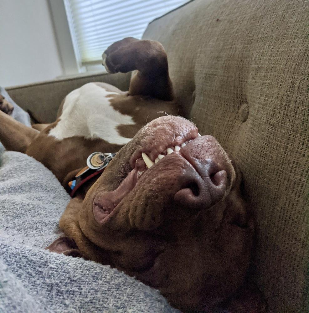 Enlarge Potato, a Adoptable mixed breed in Portland, OR image 5/6