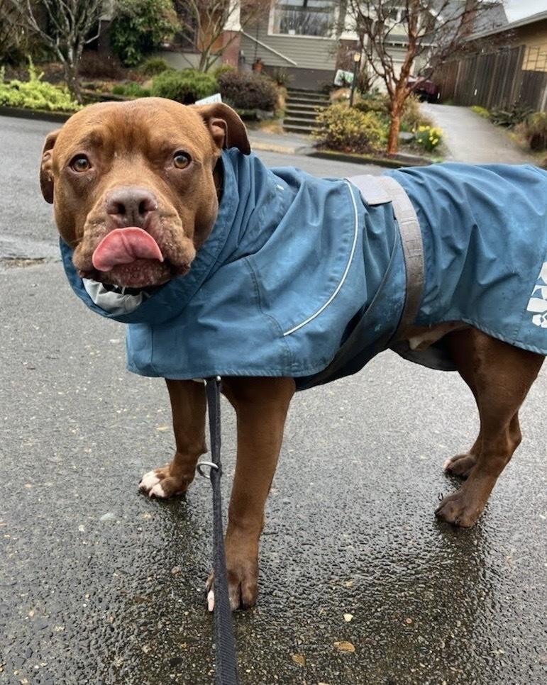 Enlarge Potato, a Adoptable mixed breed in Portland, OR image 2/6