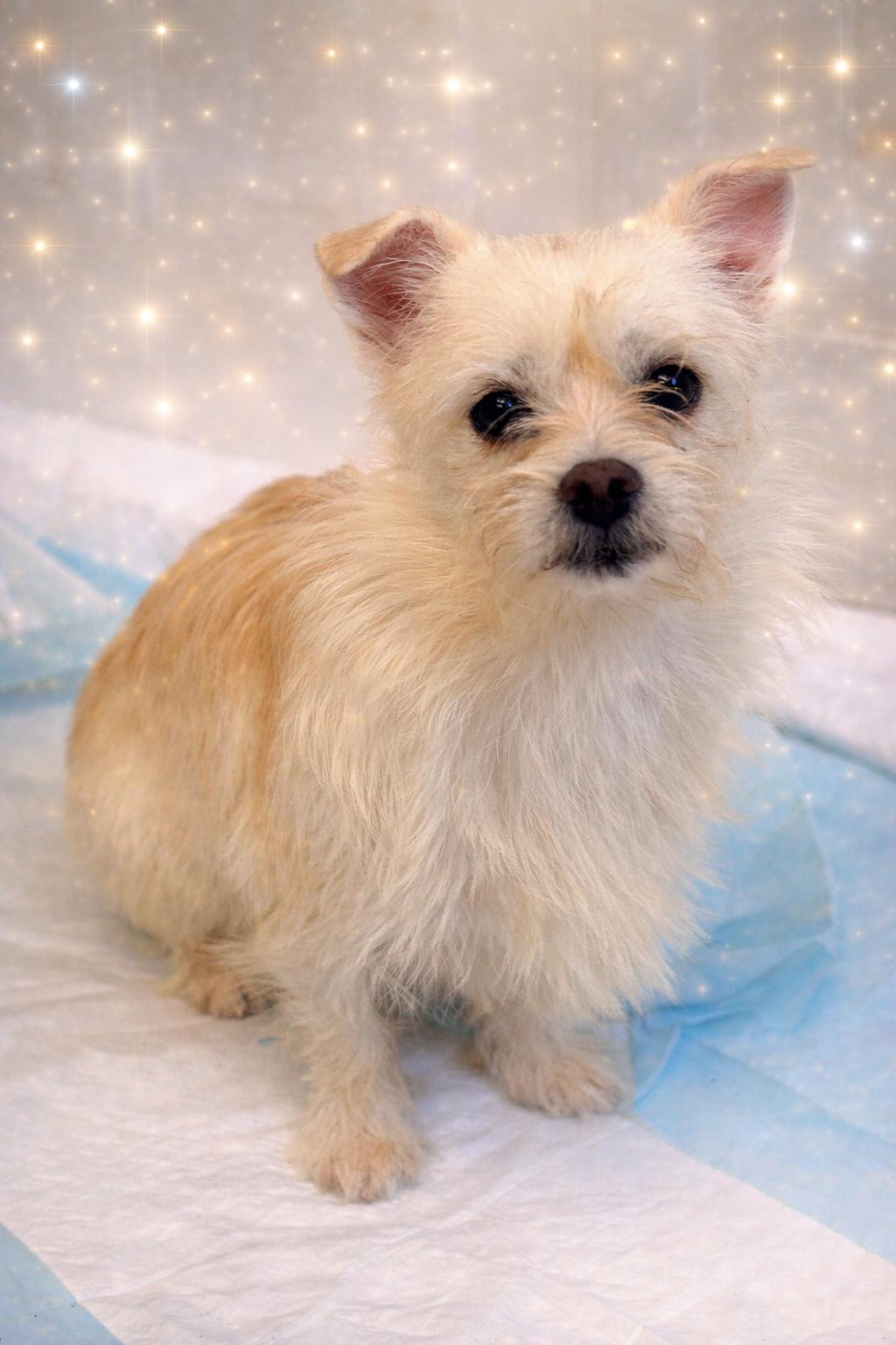 Brenda Lee, ADOPTABLE, Young Female West Highland White Terrier / Westie.