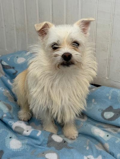 Enlarge Brenda Lee, a ADOPTABLE mixed breed in Long Beach, NY image 1/1