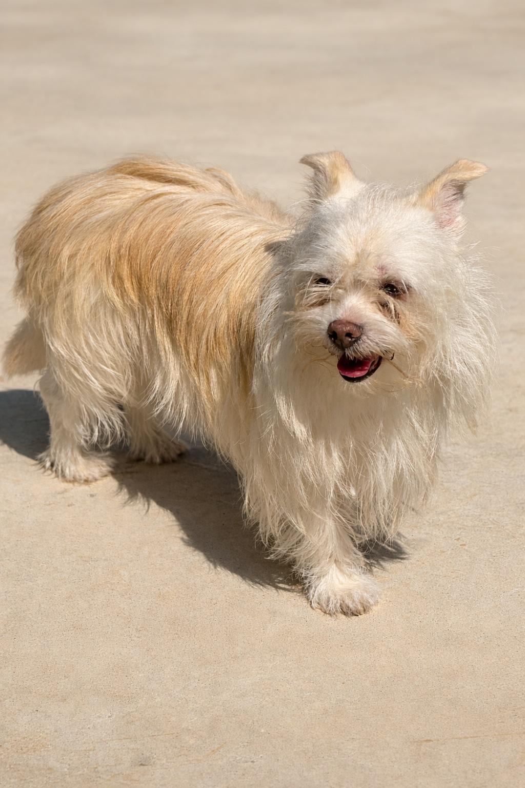 Enlarge Brenda Lee, a ADOPTABLE mixed breed in Long Beach, NY image 4/6