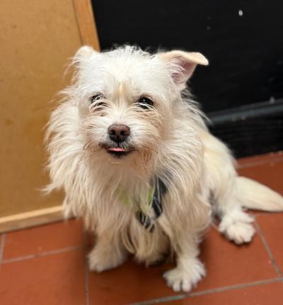 Enlarge Brenda Lee, a ADOPTABLE mixed breed in Long Beach, NY image 2/3