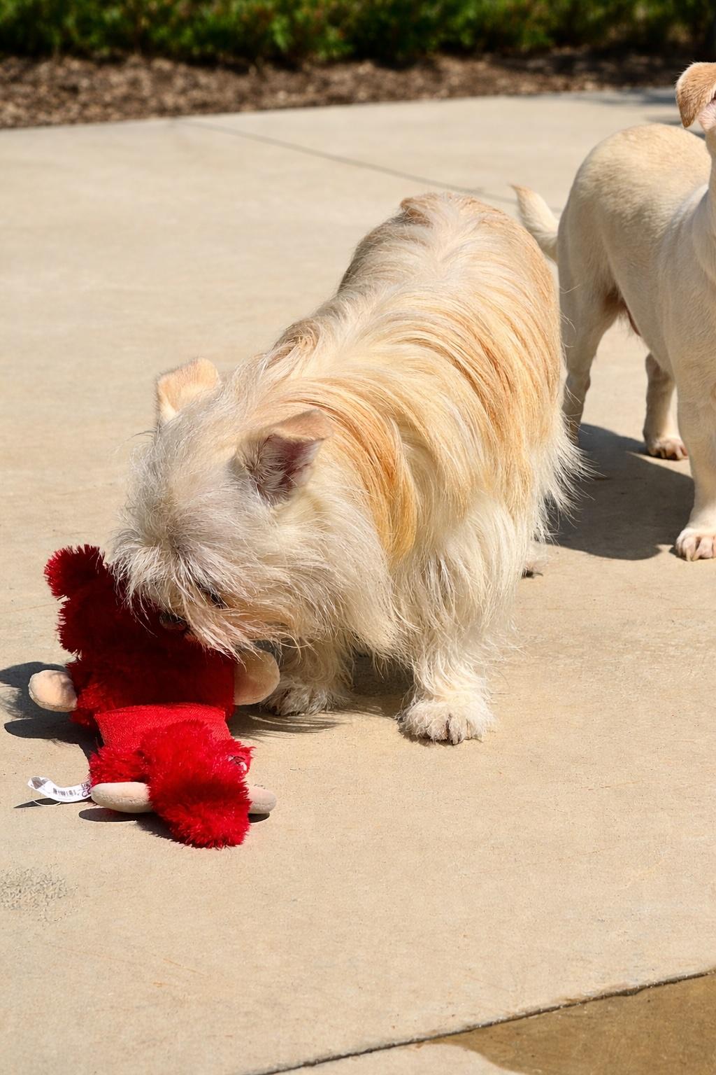 Enlarge Brenda Lee, a ADOPTABLE mixed breed in Long Beach, NY image 5/6