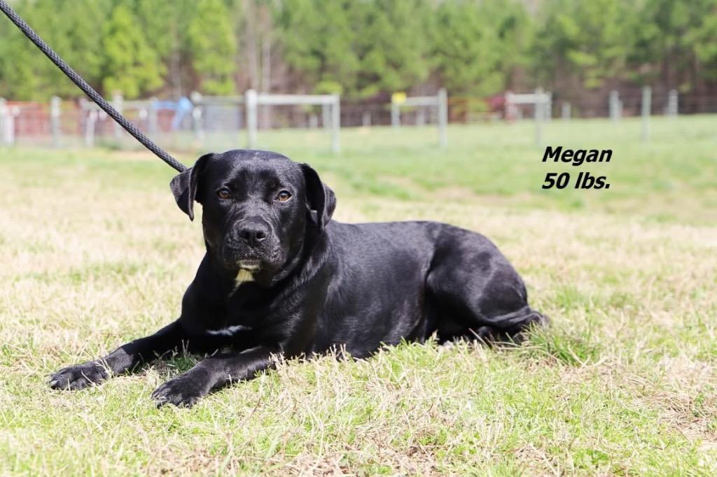 Megan, Adoptable, Young Female Mixed Breed.