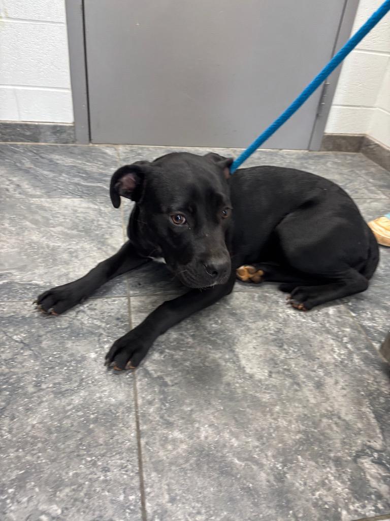 Enlarge Megan, a Adoptable mixed breed in Oxford, NC image 1/1