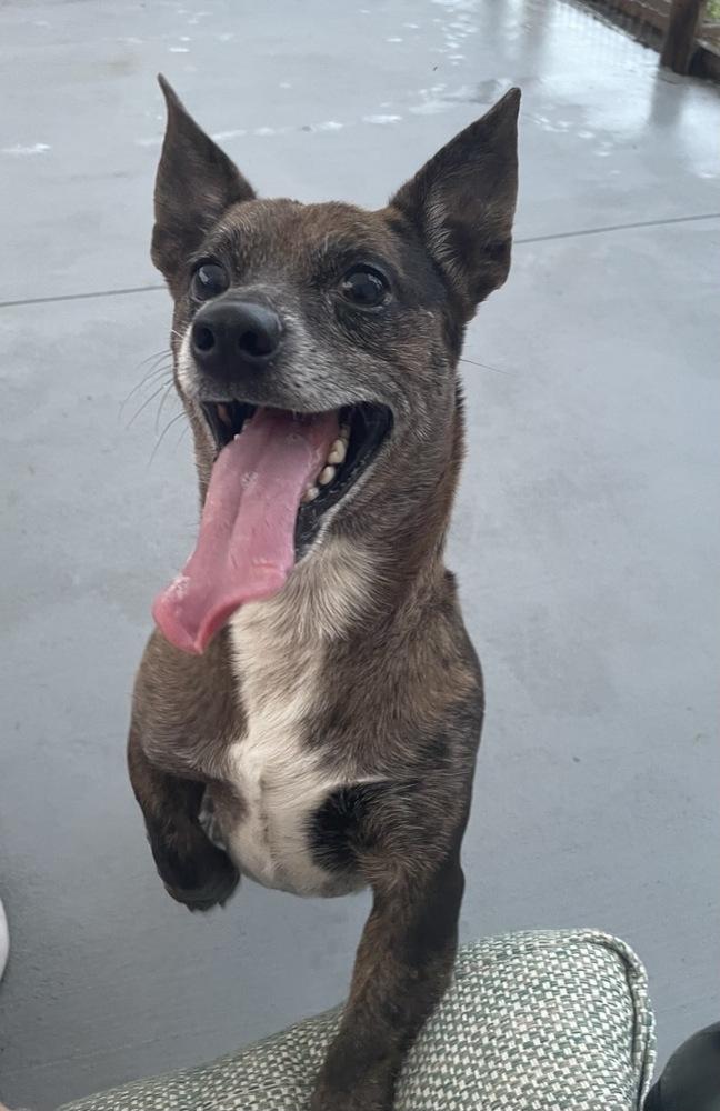 Enlarge Dewey, a Adoptable mixed breed in Winter Garden, FL image 1/4
