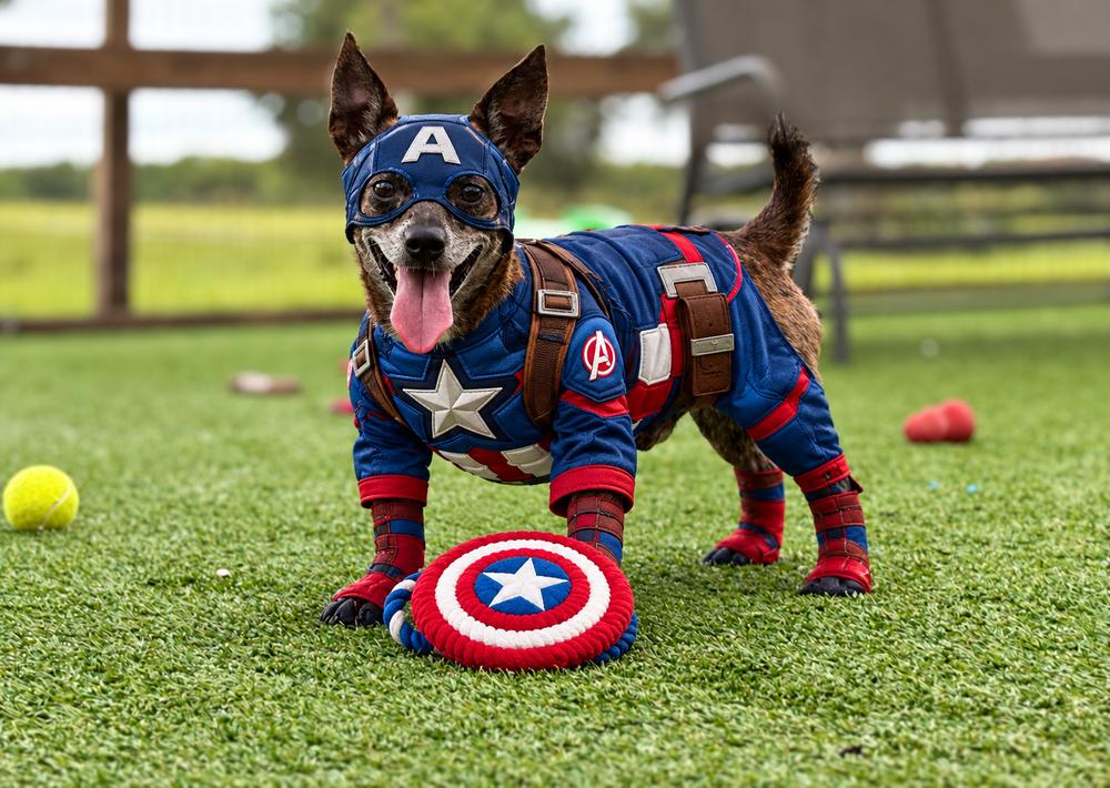 Enlarge Dewey, a Adoptable mixed breed in Winter Garden, FL image 2/4