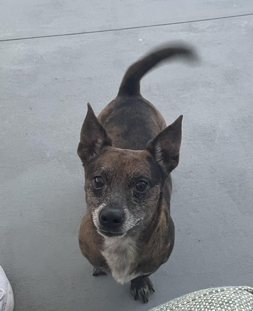 Enlarge Dewey, a Adoptable mixed breed in Winter Garden, FL image 3/4