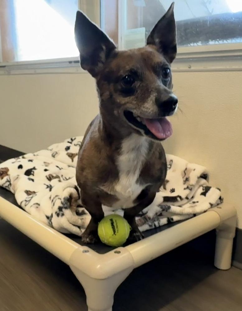 Enlarge Dewey, a Adoptable mixed breed in Winter Garden, FL image 4/4