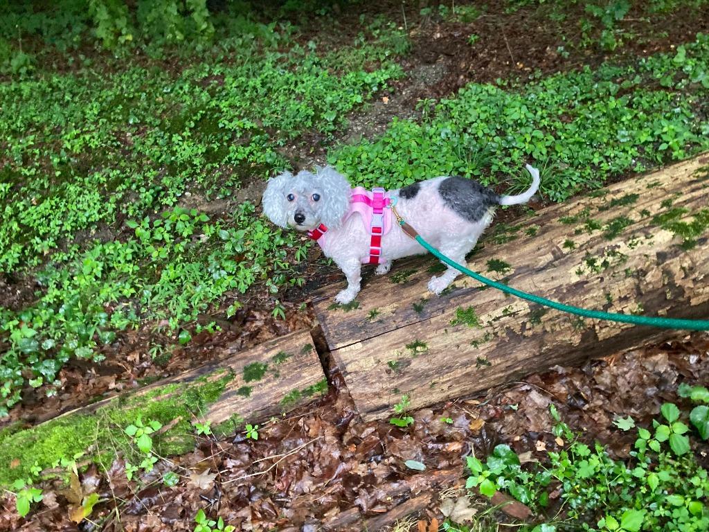 Mia, Adoptable, Senior Female Mixed Breed.