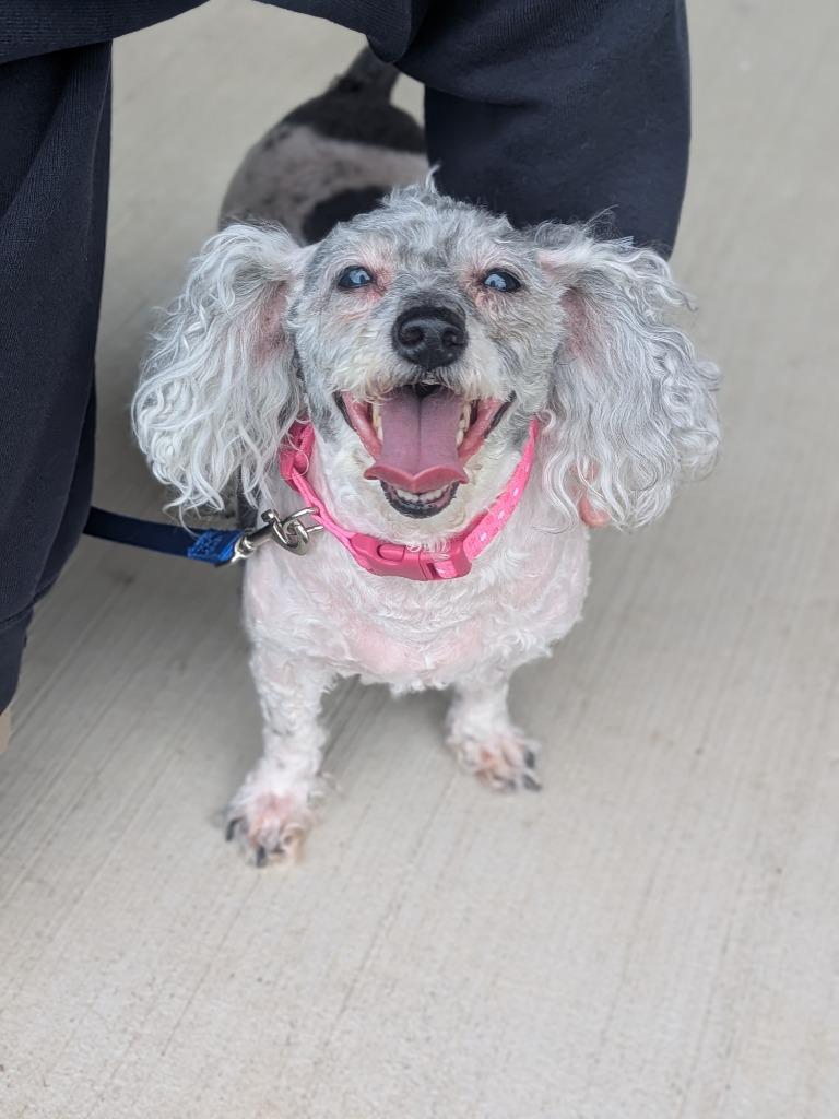 Mia, a Adoptable mixed breed in Hyde Park, NY image 4/4