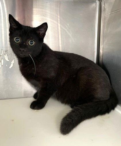 Tony, Adoptable, Young Male Domestic Short Hair.